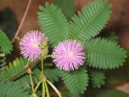 Sensitive Plant Seeds For Planting - 300+ Exotic Flower Seeds - Mimosa Pudica Seeds - Heirloom & Open Pollinated - Leaves React To Touch #TOP1