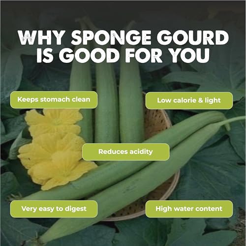 Image of Sponge Gourd (Nenua) (20 Seeds) Vegetable Seeds for Home Garden, Organic & Hybrid, Perfect for Home Gardening, Planting For Pots and Patio