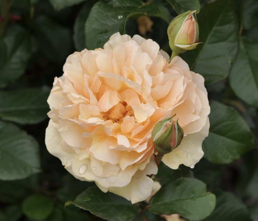 'Mystic' Potted Rose - Clusters of Apricot Blooms - Sweet Fragrance and Edible Petals