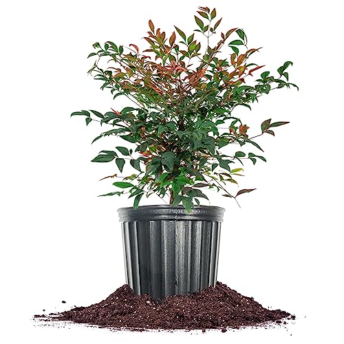 PERFECT PLANTS Gulfstream Nandina 3 Gal. Pot | Heavenly Bamboo | Low Maintenance | Vibrant Color Changing Foliage