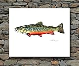 Brook Trout Watercolor Art Print By Artist DJ Rogers
