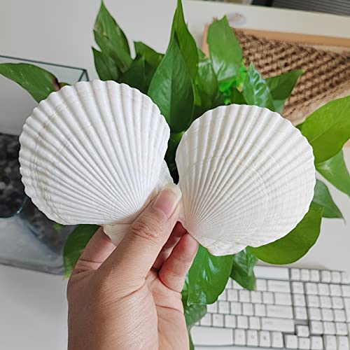 Image of QICQDRAM 16PCS Seashells for Crafts 3''-4'' Scallop Shells for Painting | White Large Scallop Sea Shells Bulk for DIY Beaching Cooking Wedding Decor