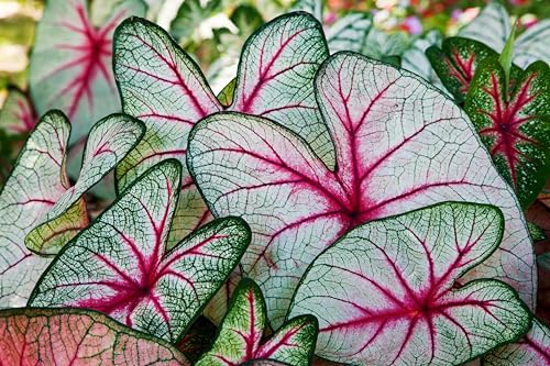 6 Angel Wings Caladium Bulbs for Planting Tropical Elephant Ear Plants Colorful Foliage Fast Growing Summer Shade Plants for Garden Beds & Containers