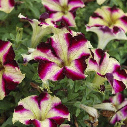 Special New Petunia Crazytunia® Pulse Plant in a 10cm Pot x 3.