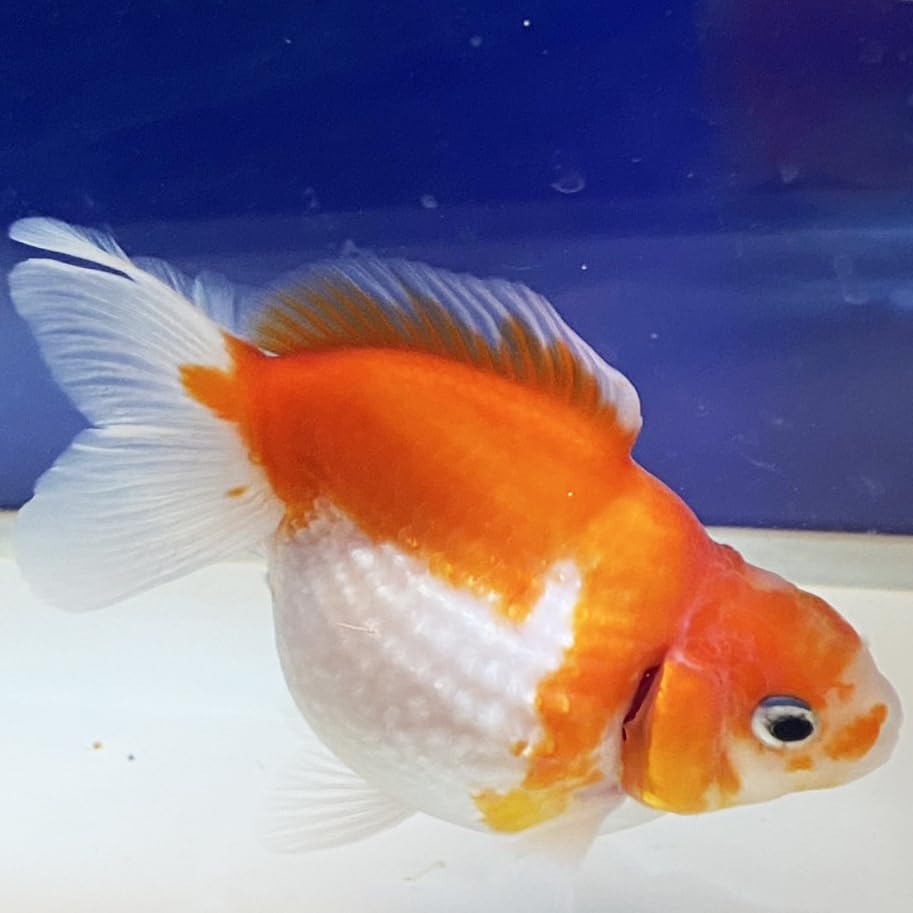 Amazon | 国産 金魚 ピンポンパール サイズ 約 9cm前後 一点物 パール