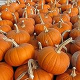 Pumpkin Garden Seeds - Baby Bear Pumpkins - 4 g Packet ~25 Seeds - Heirloom, Non-GMO - Golden Orange Pumpkin Variety - Vegetable Gardening Seed