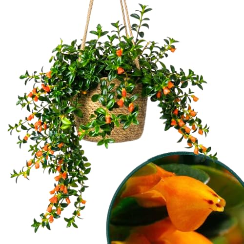 Goldfish Plant Live for Planting Trailing Goldfish House Plant for Indoor Outdoor Easy-Care Goldfish Live Plant 47 Inches Tall Vibrant Blooming Plant