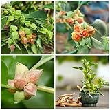 98 Ashwagandha Seeds (Withania somnifera) for Planting - Non-GMO Heirloom Indian Ginseng Winter Cherry Herb Seeds for Home Garden Medicinal Plants