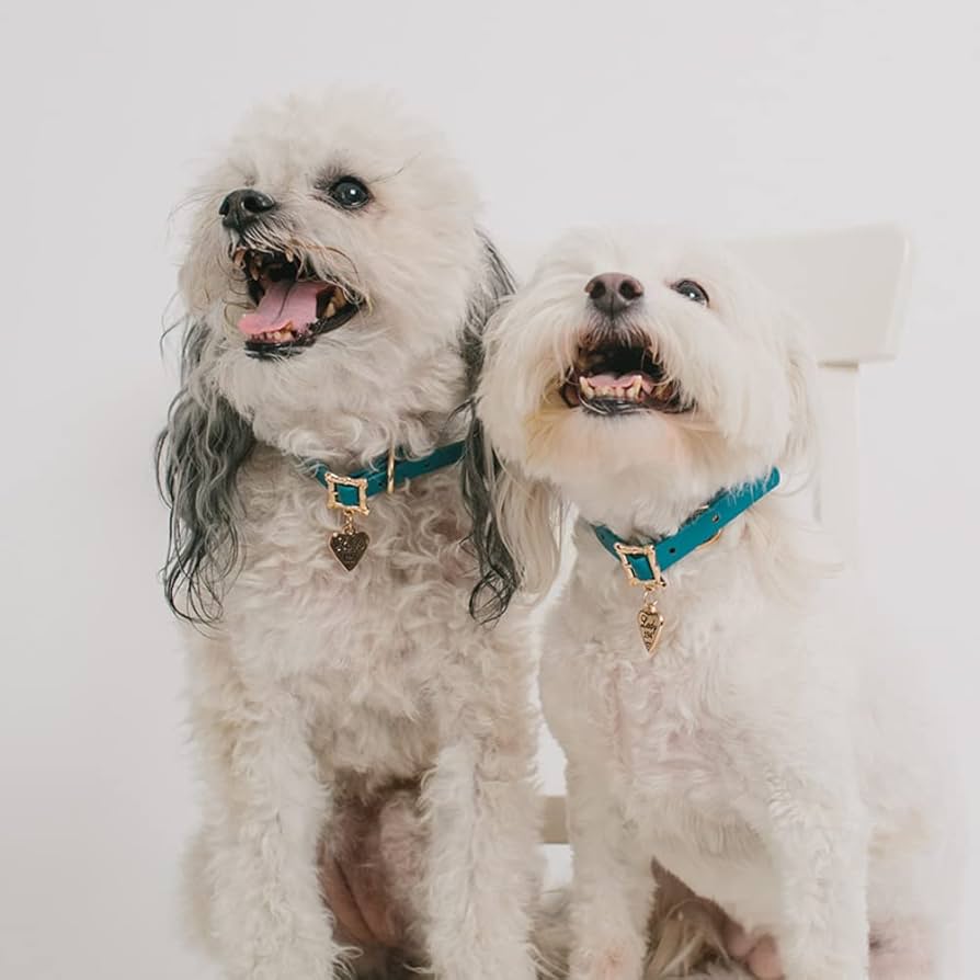 ディズニー わんわん物語 トランプ 小型犬 首輪 チョーカー