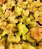 Greenwood Nursery: Live Perennial Plants - Caramel Heuchera + Coral Bells - [Qty: 2X Pint Pots] - (Click for Other Available Plants/Quantities)