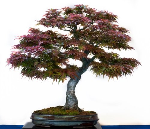 RP Seeds Acer palmatum (Japanese Maple) - Large Packet - 100 Seeds