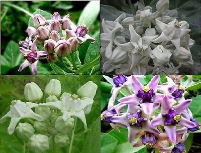 100 SEEDS MIXED CROWN FLOWER/GIANT INDIAN MILKWEED FLOWER + FREE PHYTO Flower Fresh & Viable From Garden