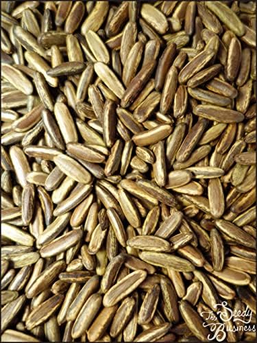 Delonix regia (Royal Poinciana, Árbol Flamboyante) - 100 Semillas