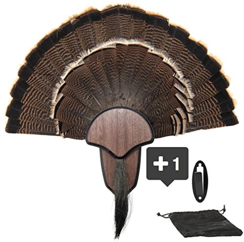 New Age Premium Turkey Fan Mount with Head Honcho European Mount