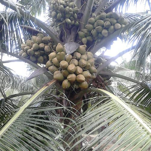 Arasampatti Tall Native Bread Coconut Tree Plant- (Pack of 1)