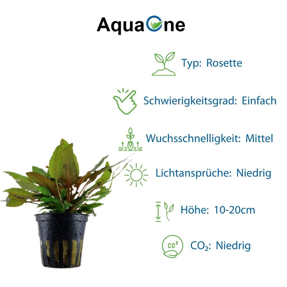 AquaOne Plantas de Acuario I 5X Plantas Acuáticas I Diskus Plantas de Acuario I Anubias Microsorum Echinodorus Cryptocoryne I Juego de Piscina de Disco