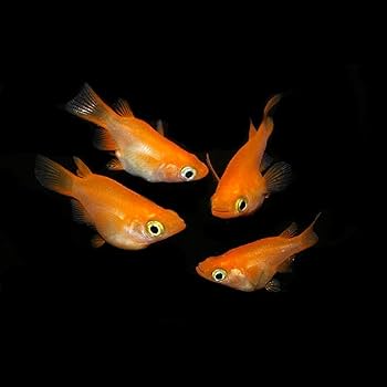 激レア　魚皮張り　ロマンメイド　2点セット　ロマントリック魚皮張り　オマケ付き タチウオ・大サバ】夜釣り二刀流セット – フィッシングマックス