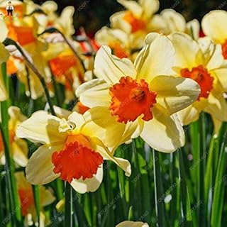 Shopvise 50 Pcs/Bag Seeds Narcissus Flower Daffodil Flower Seeds Aquatic Seeds Double Petals Narcissus Garden Seeds Easy to Grow: Orange