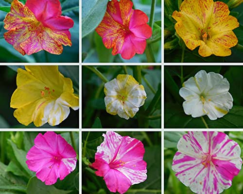 M-Tech Gardens Mixed Hybrid 4O Clock Marvel of Peru Mirabilis jalapa Naalumani Flower 10 Seeds Pack (B0CVRVMF9G) Amazon Price History, Amazon Price Tracker