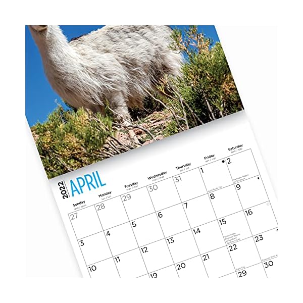 Bright Day 2022 Llamas Wandkalender 30,5 x 30,5 cm, niedlich, flauschig, lustig, Bauernhoftier – Bild 8