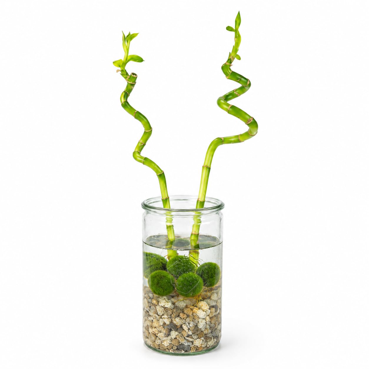vdvelde․com - Lucky Bamboo 2 steli in vaso di vetro, pianta vera | Dracaena sanderiana con sassolini e 5 palline di muschio che mantengono limpida l'acqua, altezza 40-45 cm