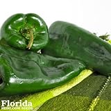  Semillas ANCHO POBLANO PIMIENTA 75+ herencia pimienta