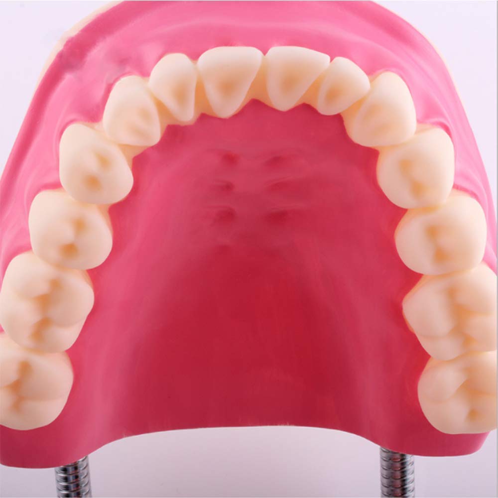Modello di Denti Template Oral Cura Dental Modello Dental Bambini Studio di educazione Dentale e Forniture per la spazzolatura Dimostrazione Standard per la Salute Orale Adulta