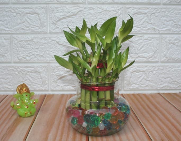 Guuchuu 2 Lucky Bamboo Plant with Big Round Glass Bowl and Colored Jelly Balls (Green) (B09KQV5KVS) Amazon Price History, Amazon Price Tracker