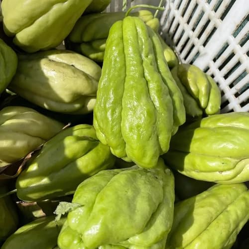 Semillas de chayote, Sechium edule, Comprar de invierno de chayote huerta semillas de invierno balcón 50pcs