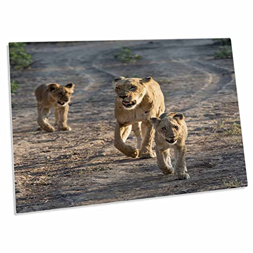 3dRose Africa, Zambia. Lioness Walking with Cubs. - Desk Pad miniatura 1