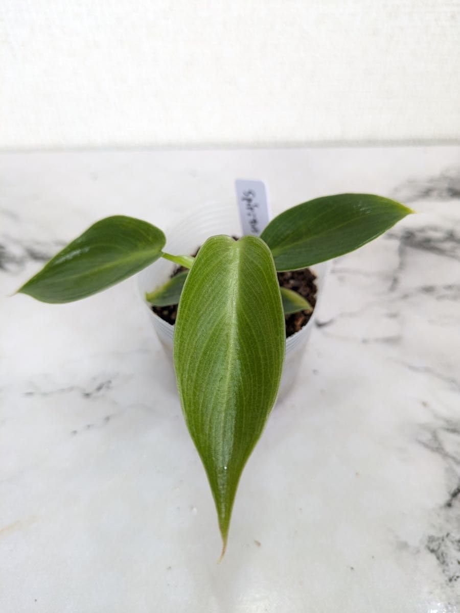 Amazon｜フィロデンドロン スピリタスサンクチ Philodendron spiritus
