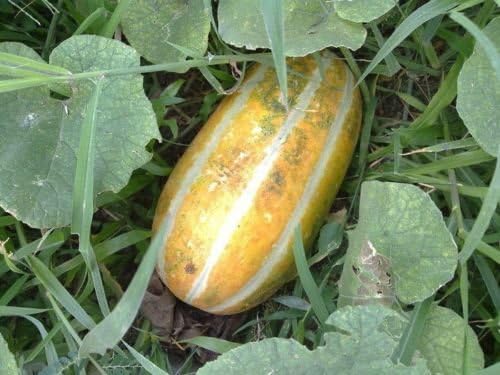 Thai melon, Thai musk melon- muskmelon 20 seeds