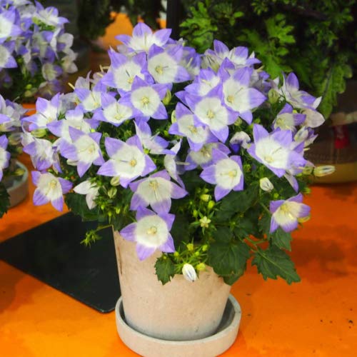 カンパニュラ ファンシーミー １株 宿根草 イングリッシュガーデン 寄せ植え 鉢花