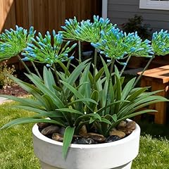 Blue Agapanthus