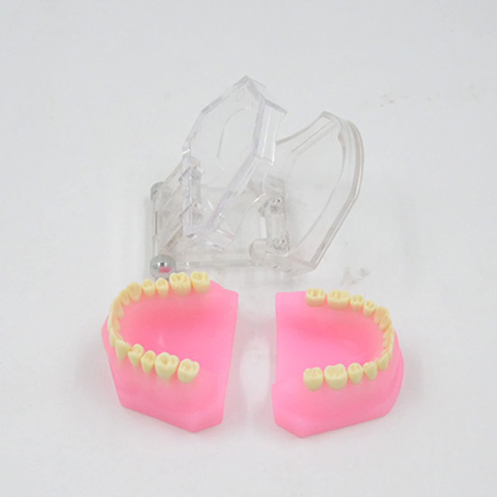 Aouzsta Typodont Teeth Model Completely Detachable Teeth Model Medical Teaching Tool for Teaching Practice and Study