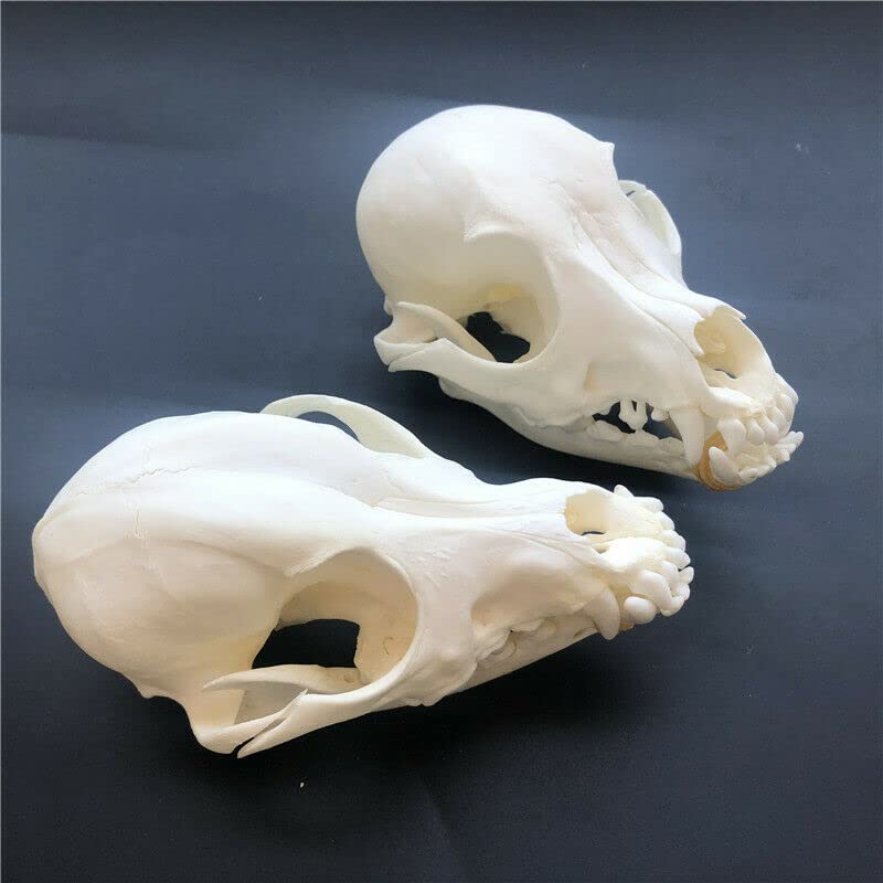 Taxidermy Real Dog Skull Animals Skulls, Real Bones Specimen, Taxidermy Supplies for Science Education, DIY Home&Office Decor (2)