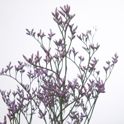 Limonium safora lilas 70 cm bouquet de fleurs séchées violettes