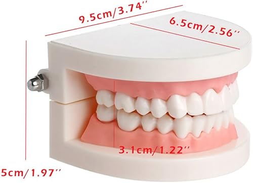 Miniatura 3 de Dentaduras dentales Dentales Modelo de enseñanza de encías adultas Herramienta de demostración estándar para jardín de infantes cepillado enseñanza