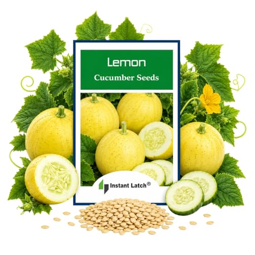 50 Lemon Cucumber Seeds for Planting Non GMO Heirloom Seeds Fresh Garden Seed