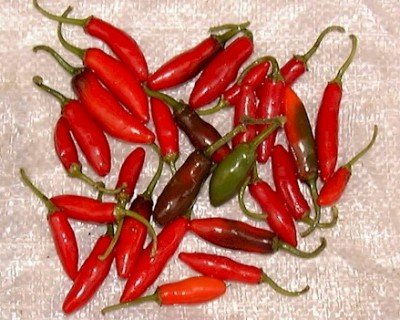 Cimelio organici 400 Chile semi picante Peperoncino Serrano Breve Pepper Garden Tampequino F06 Bulk Proiettile Simile
