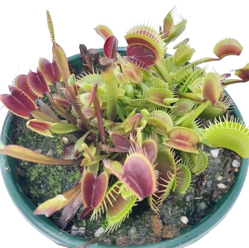 Planta Carnívora Natural - Dionaea Muscipula - Venus Atrapamoscas