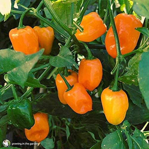 Golden Hills Farm hybrid Exotic Hottest Orange Habanero Chilli Pepper 40+ seeds (B093DFQH1Z) Amazon Price History, Amazon Price Tracker