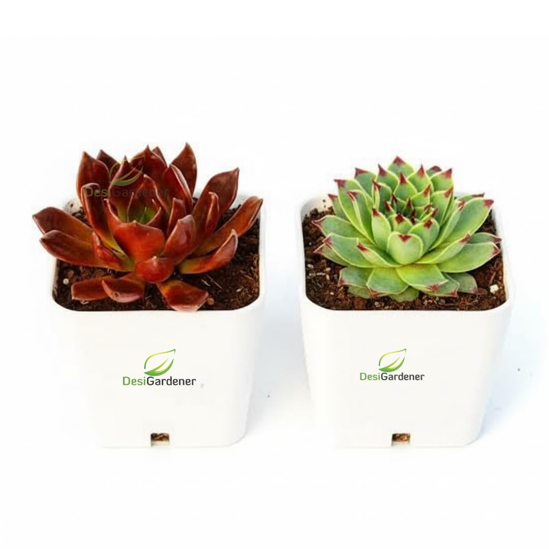 Desi Gardener Grow Perfect Dual Combo Vishnu Kamal & Laxmi Kamal (Botanical: Graptopetalum, Echeveria) – Live Indoor Decorative Succulent Plants with Pot – Easy Care Gift Plant for Home Garden-picture-47