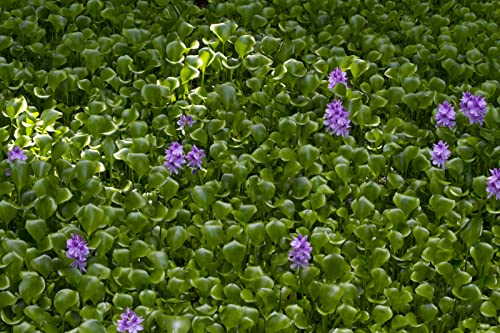 Generic Three (3) Premium Water Hyacinth Floating Aquatic Live Tropical Plants thumb #3