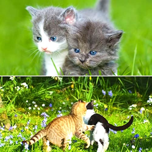 High-class Moods for Cat Training Time