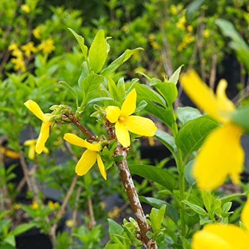 Perfect Plants Lynwood Gold Forsythia Shrub 3 Gallon | Live Shrubs For Outdoor Planting | Fast Growing & Provides Privacy | Gorgeous Yellow Flower In Spring #TOP4