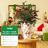 Costa Farms Norfolk Island Pine Live Christmas Tree, Live House Plant in Holiday Decorative Plant Pot, Easy to Maintain, Christmas or Holidays Decor, Decoration or Birthday Gift, 16-22 Inches Tall #4