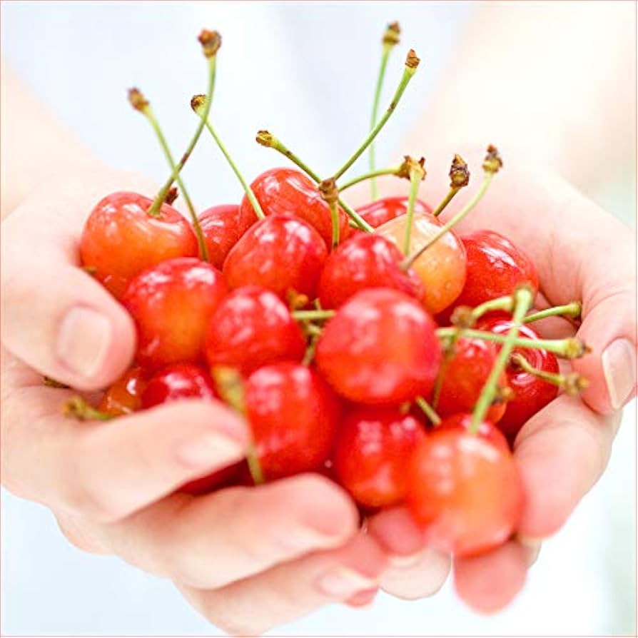 Haru　紅秀峰2Ｌ一キロクール便　宮城 先行予約 さくらんぼ 紅秀峰 秀2Lサイズ 700g (350gx2パック