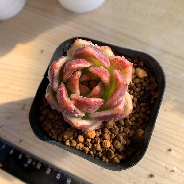 No.450 ❁ブラックローズ❁ 抜き苗 多肉植物 寄せ植え No.450 ❁ブラックローズ❁ 抜き苗 多肉植物 寄せ植え