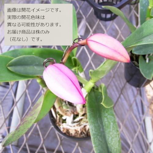Amazon | 【花なし株のみ販売】JJPRO-HOME 蘭 ミニカトレア
